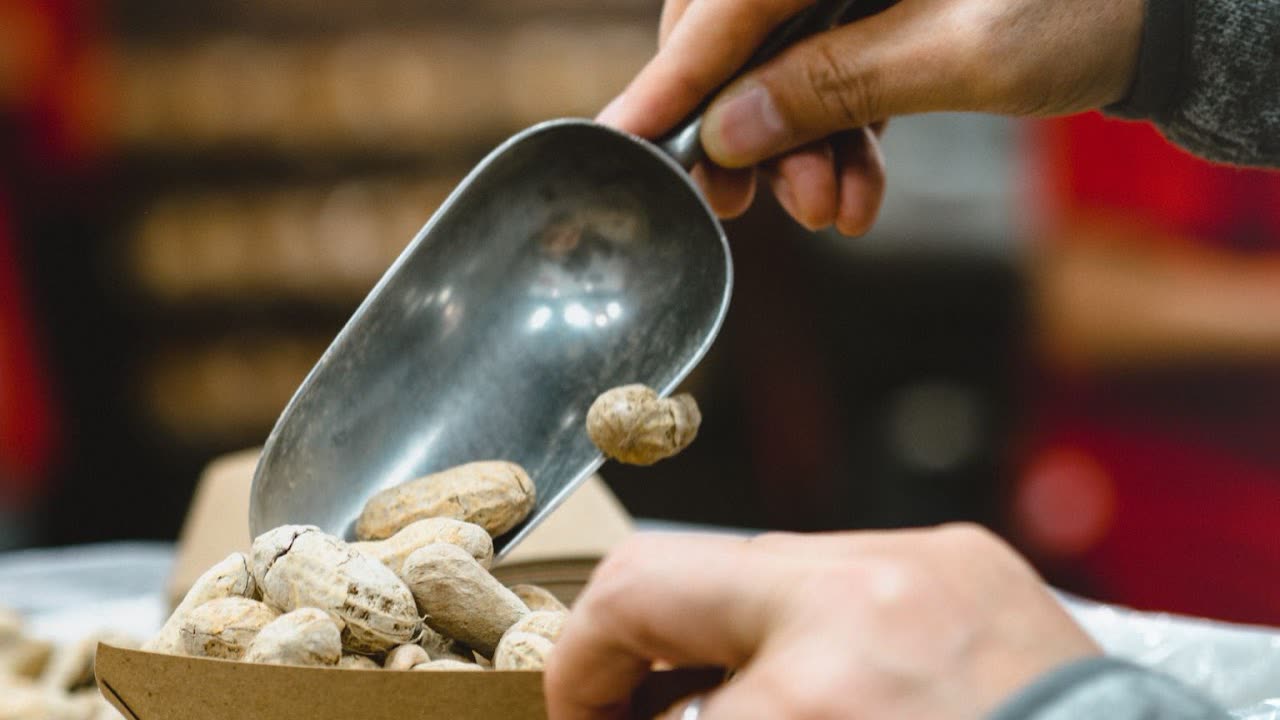A metal scoop pouring roasted in-shell peanuts into a paper tray
